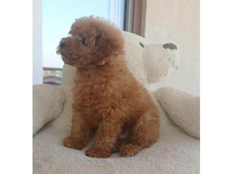 Çok tatlı toy poodle erkek yavru