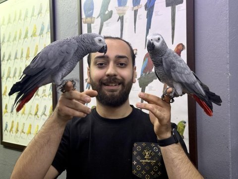 Jumbo boy 200 kelime konuşan evcil jako