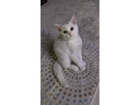 British shorthair