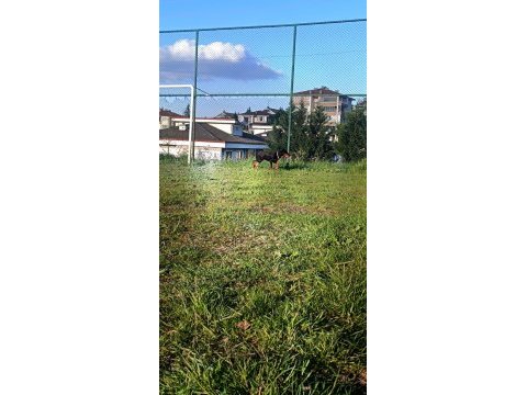 Bugün satılması lazım o yüzden çok uyguna gidecek doberman