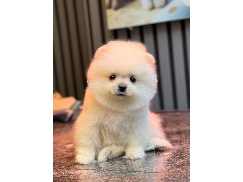 Karbeyaz dişi pomeranian boo