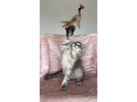 Gümüş renkli maine coon erkek