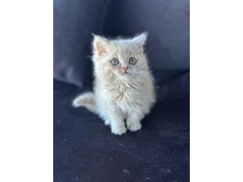 Ankaranın en özel bebekleri british shorthair