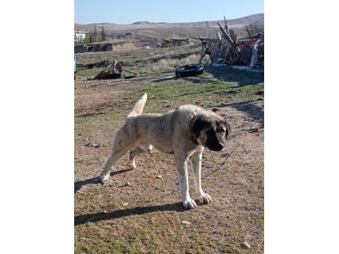 Satılık bir yaşında kangal kırması