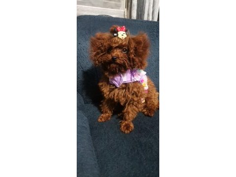 Toy poodle 6 aylık köpeğimiz
