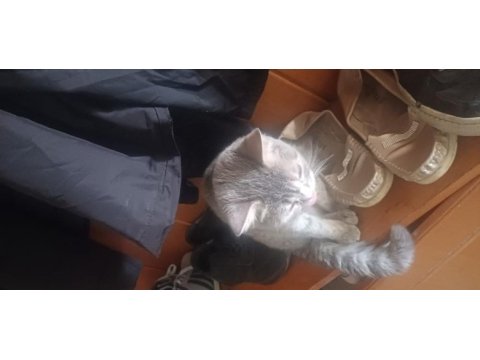 Mama fiyatına sahiplendirecek british shorthair