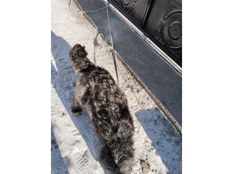 Eğitimli kısır dişi köpeğimiz