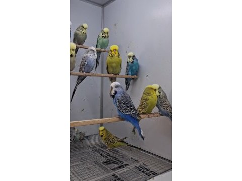 Show jumbo muhabbet kuşları