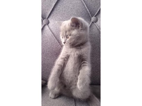 Minnacık şeker bir kedimiz