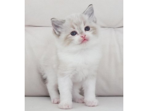 Full şecereli ragdoll yavruları