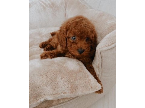 Toy poodle yavruları
