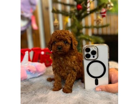 Yakışıklı poodle oğlumuz star