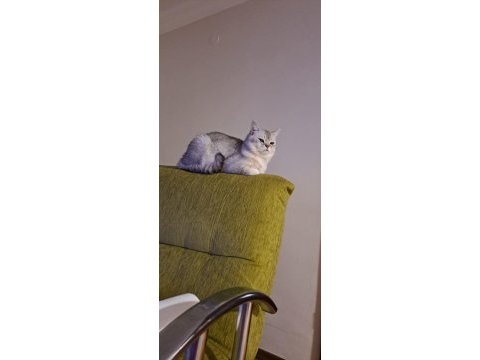 Acil yuva aranıyor kedimiz bulut ücretsiz sahiplendirme