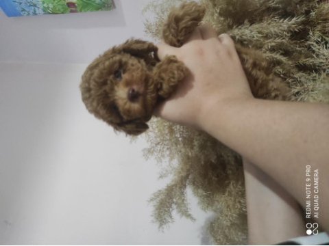Kore poodle bebekler