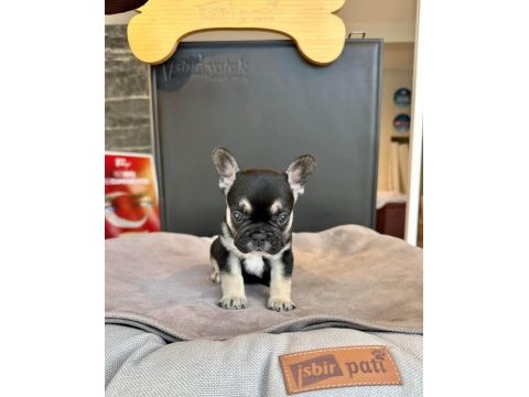 Üst düzey dişi erkek french bulldog