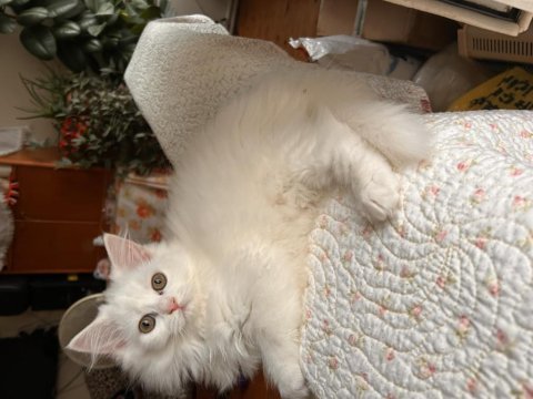 Scottish fold longhair 2 aylık babası şecereli