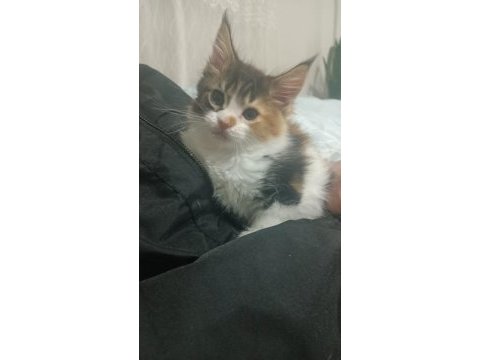 Maine coon dişi yavru 2 aylık