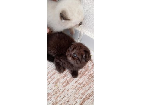 Oyuncu yavrular scottish fold