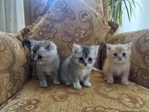 Birbirinden minnoş british shorthair bebişlere yuva