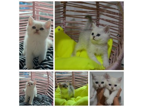 Secereli anne ve babadan british shorthair yavrular