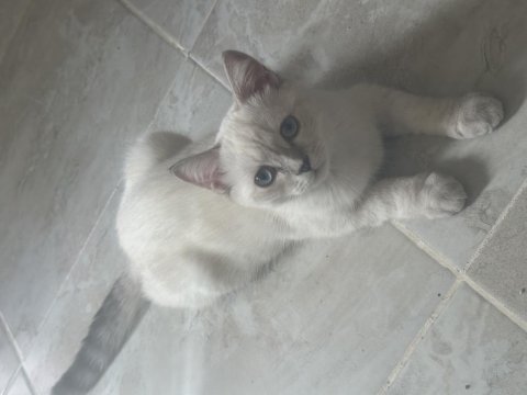 3 aylık british shorthair yavrular