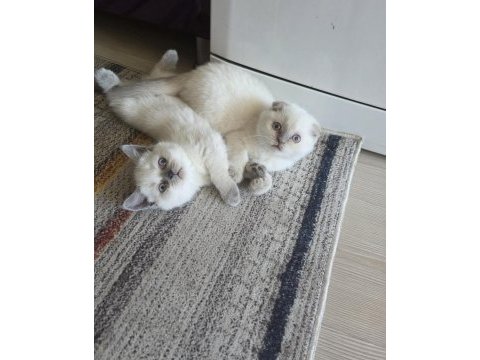 Koca kafalı scottish fold kızım