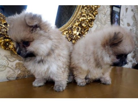 Pomeranian boo yavru 1 buçuk aylık