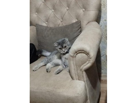 Scottish fold kedim
