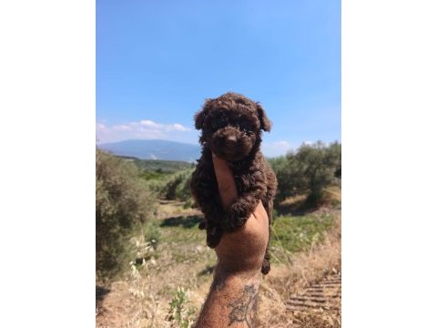 Çikolata poodle yavrularımız