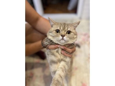 British shorthair erkek 2022 17 temmuz doğumlu