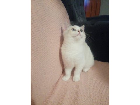 Yavru british shorthair kediler