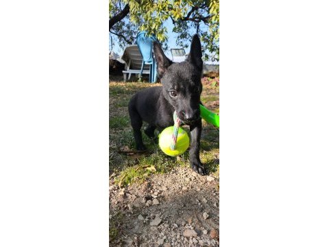 2 aylık saf siyah belçika kurdu (malinois)