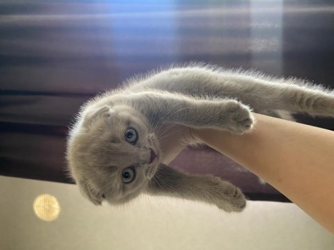 Scottish fold yavru