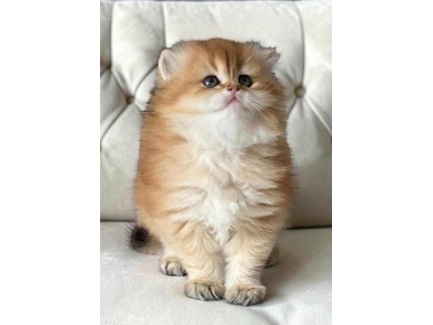 Show kalite soyu belli british longhair golden yavru