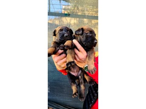 %100 ırk garantili belçika malinois yavrularımız