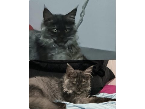Çok acil 3 aylık uygun black smoke erkek maine coon