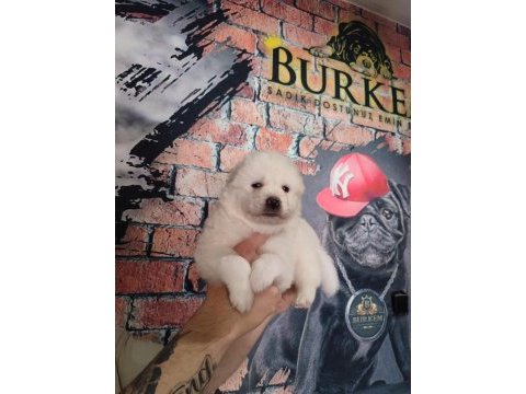 Samoyed bebekler için acele edin