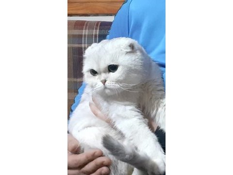 1.5 yaşında scottish fold dişi