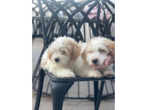 Terrier güzel yavrularımız