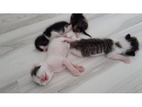 Yavru kedilerimiz 4 tane