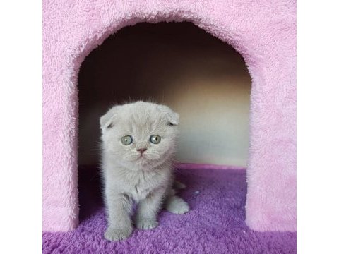 Ruhsatlı resmi işletmeden taksit avantajıyla scottish fold