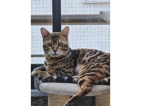 2 aylık bengal kedisi yavruları