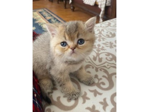 Golden scottish fold yavrular