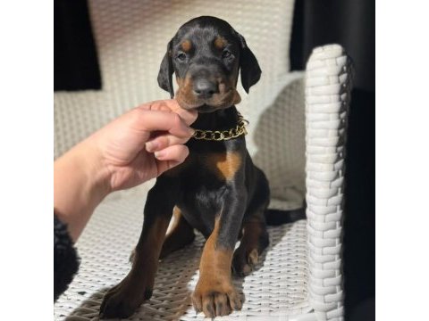 İri doberman erkek ve dişi yavrular
