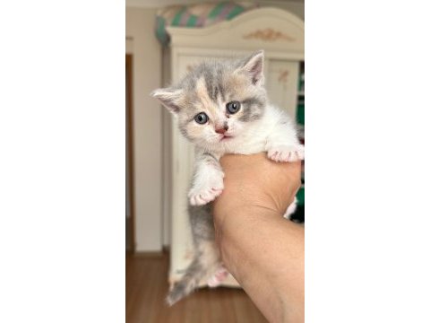 British shorthair bebeklerimize yeni yuva arıyoruz