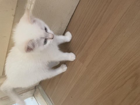 Çok tatlı british shorthair beyaz mavi gözlü