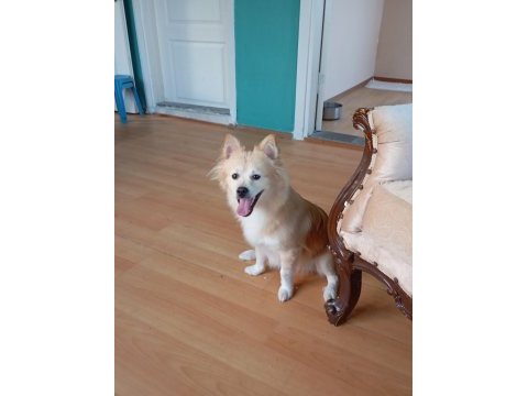 1 yaşında pomeranian yavru köpekler