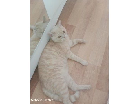 1,5 yaşında british shorthair ücretsiz