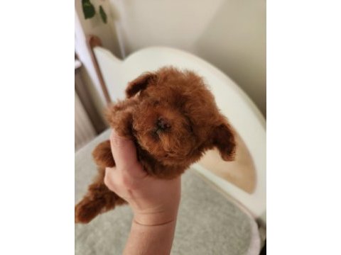 Kore tniy boy poodle bebekler