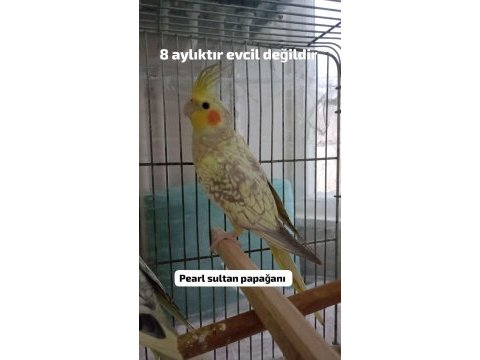 Sultan papağanı yavru ve damızlık kuşlar